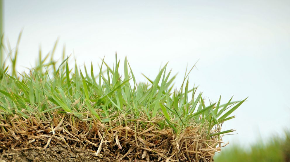 Cross-section of turf