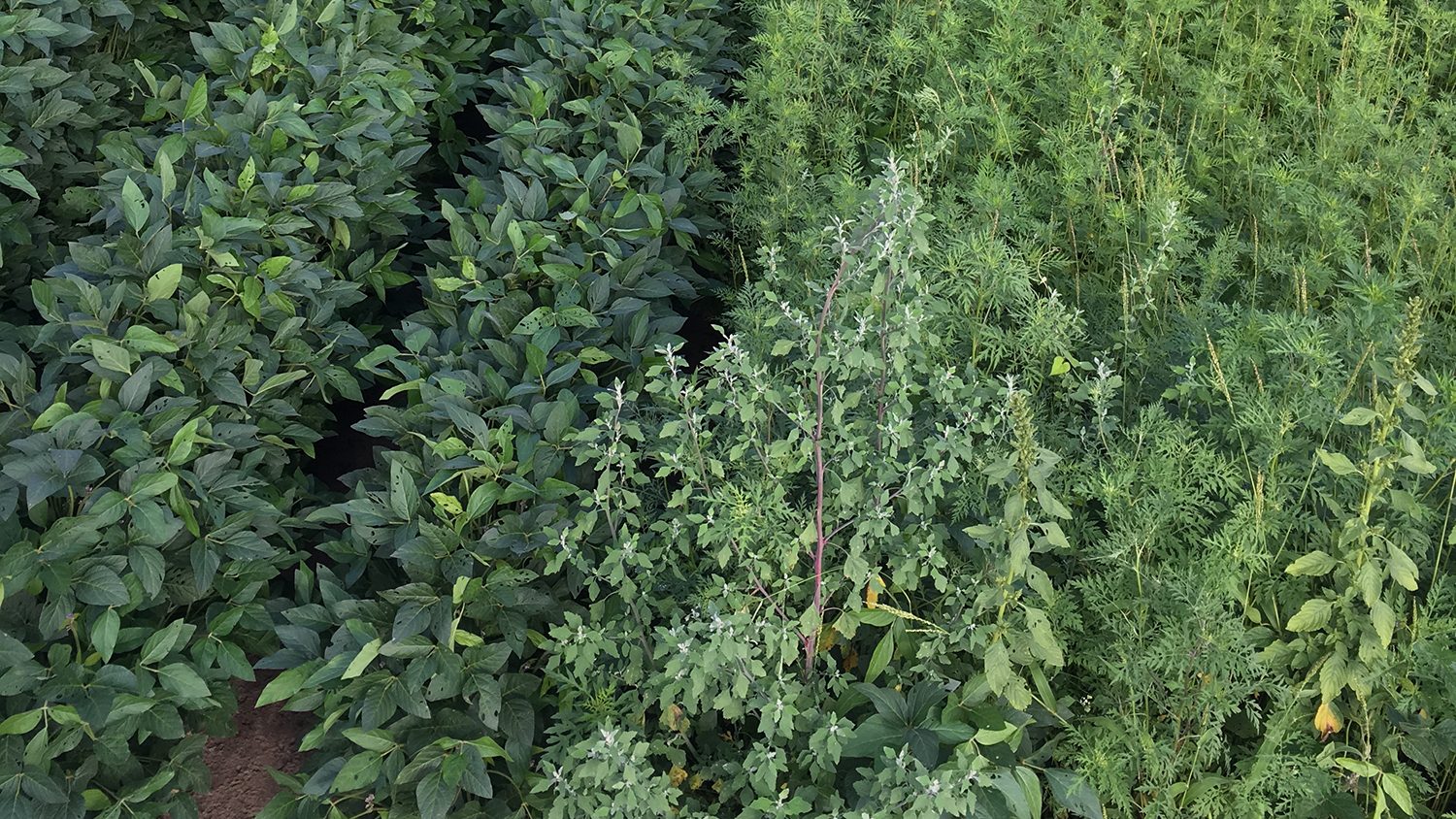 Field of weeds