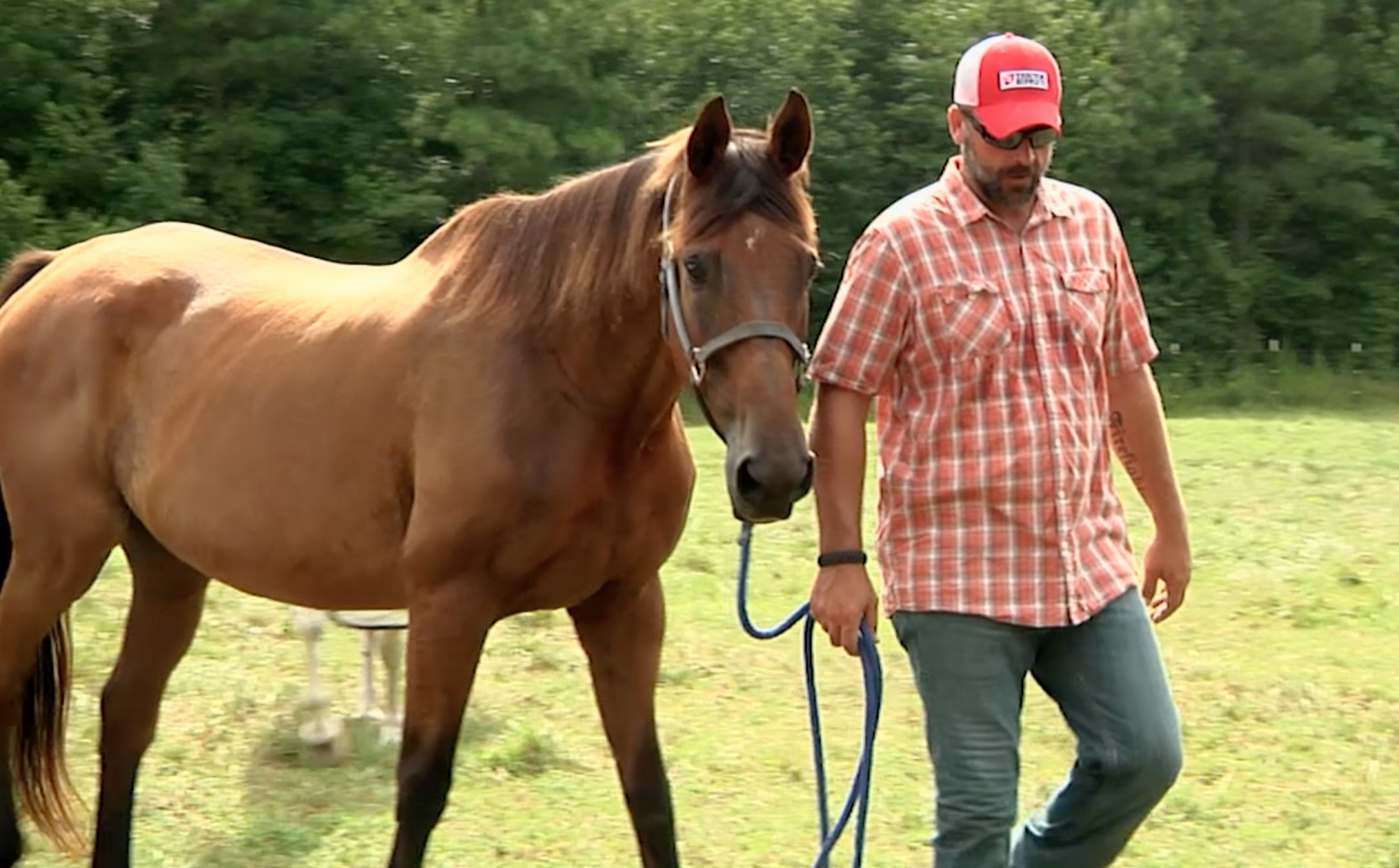 A man walking with a brown horse in a field.