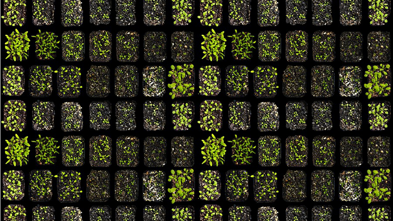 Seedlings in trays, viewed from above