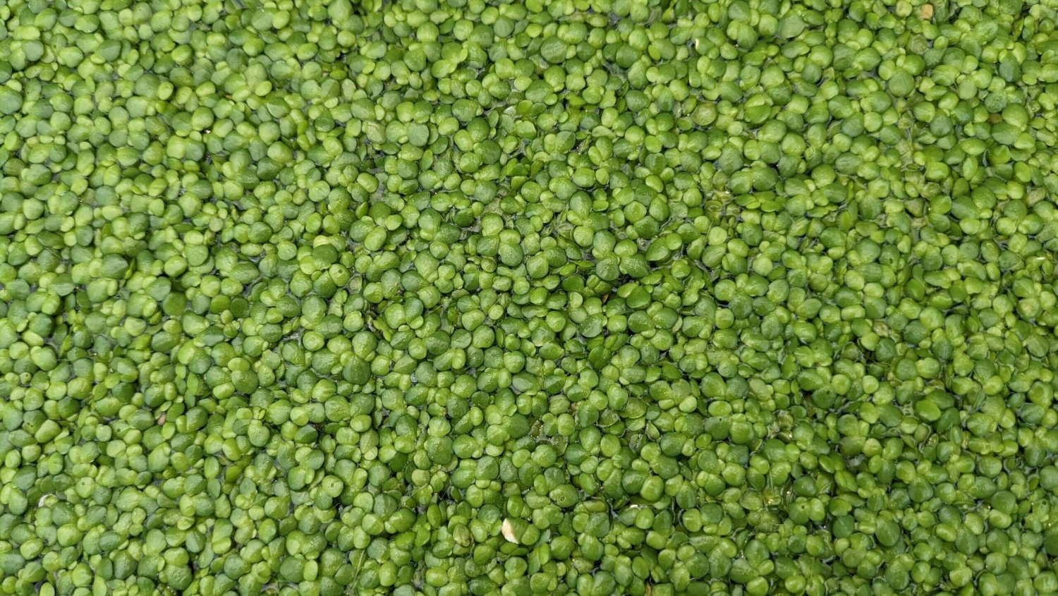 tiny green plants