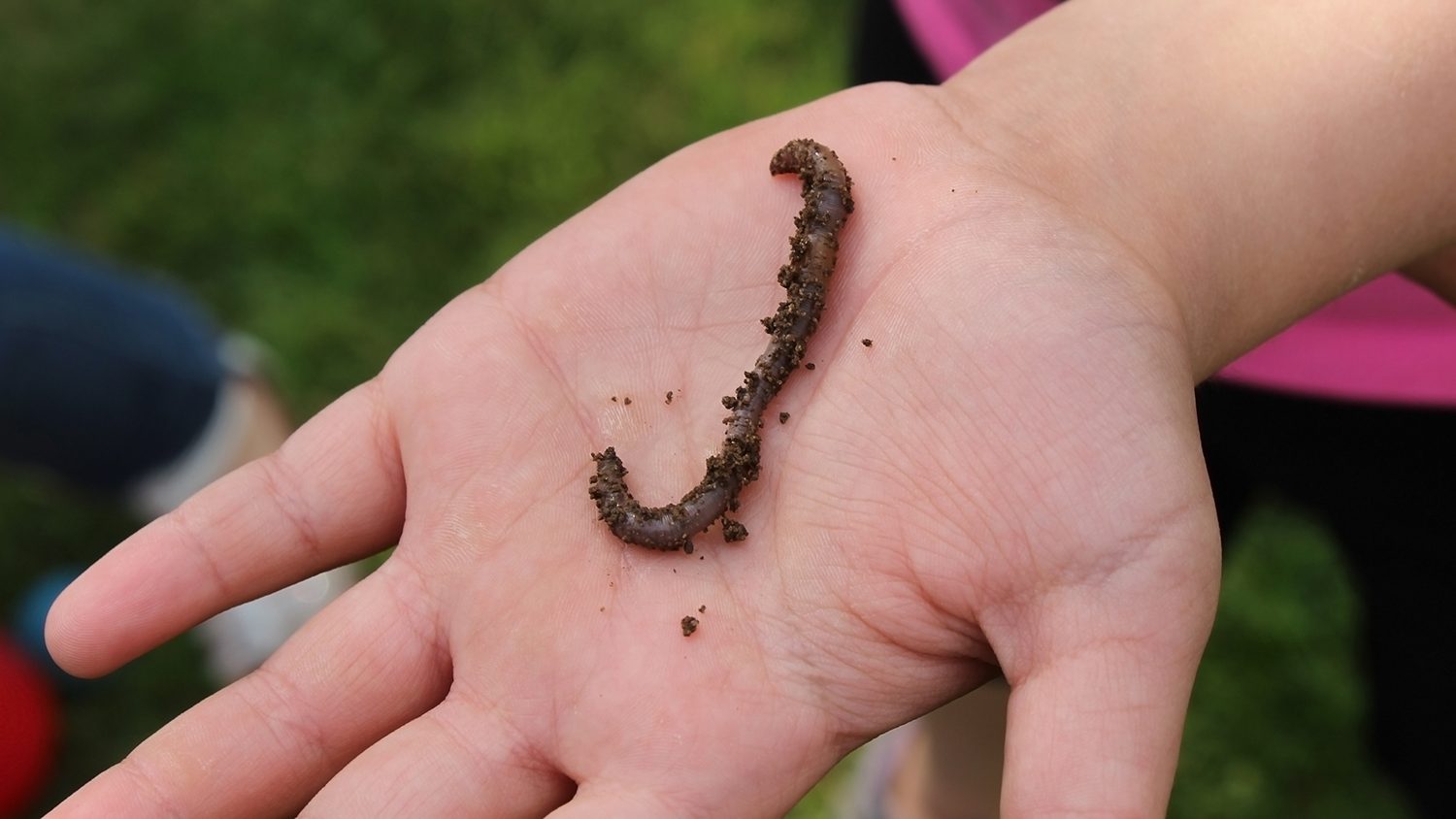 Worm in hand