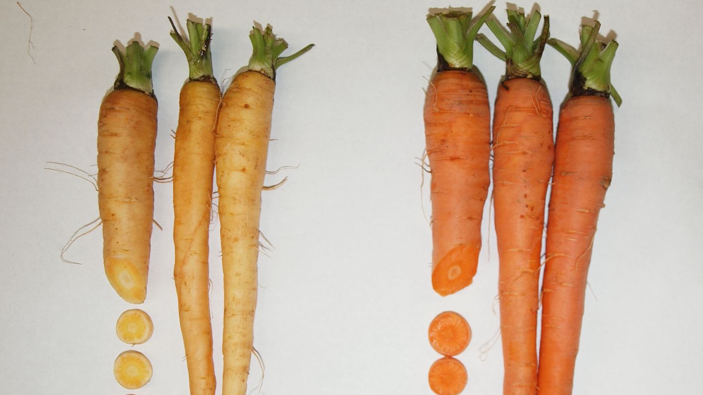 The carrot genome sequence sheds light on beneficial carotenoid accumulation in light and dark orange carrots. Photo courtesy of Massimo Iorizzo.