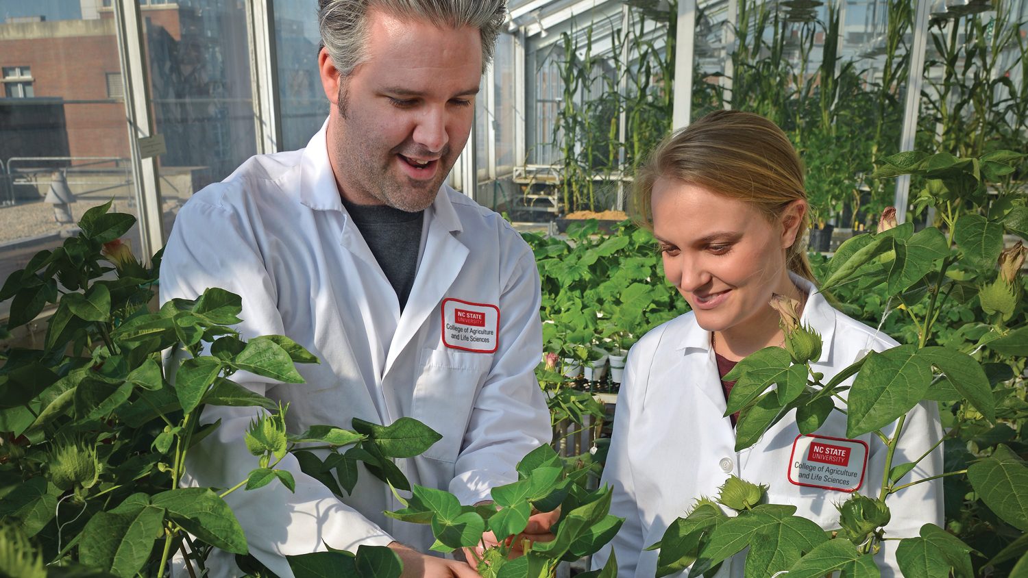 Crop and Soil student and teacher in greenhouse with cottom plants