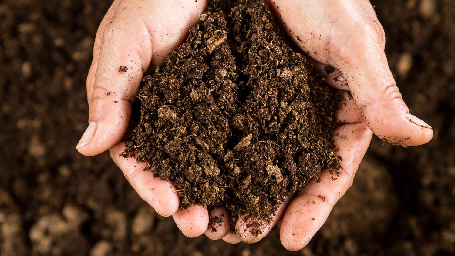 Closeup of cupped hands holding soil