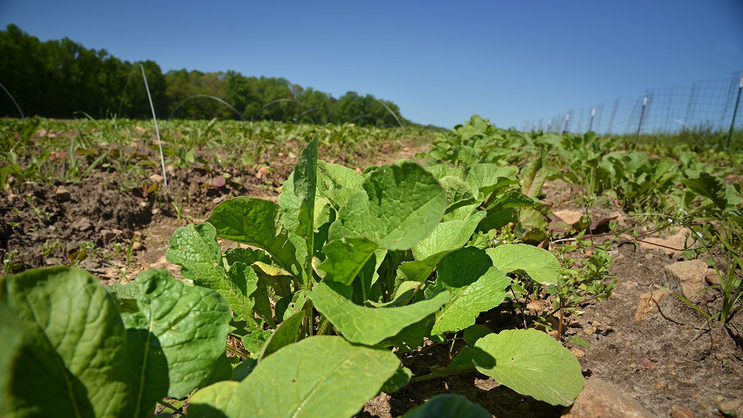 photo of radish crop