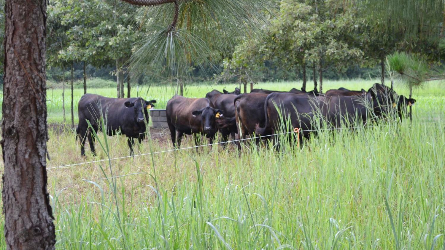Black Angus cattle grazing amid trees.