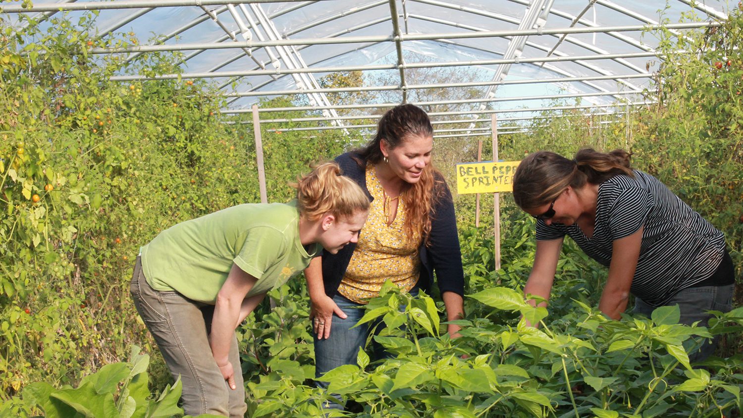 Three women in a hoop house, inspecting plants.