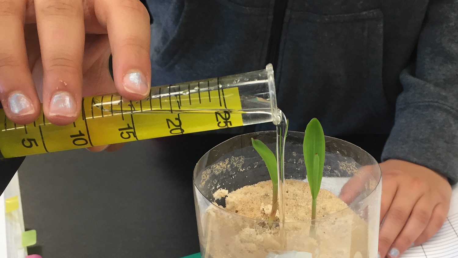 Student's hand pouring water from a beaker onto a plant.
