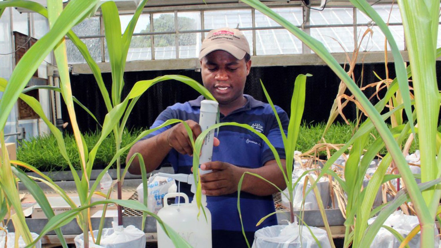 Mozambique professor studying at NC State works with plants in a greenhouse while wearing a hat.