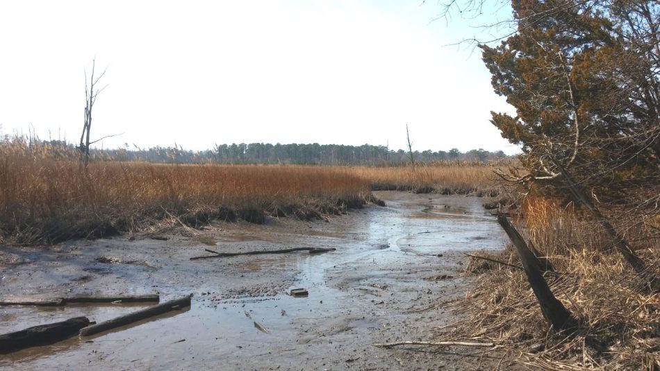 Mapping Wetland Soils Guides NC Coastal Land Use | Crop and Soil ...