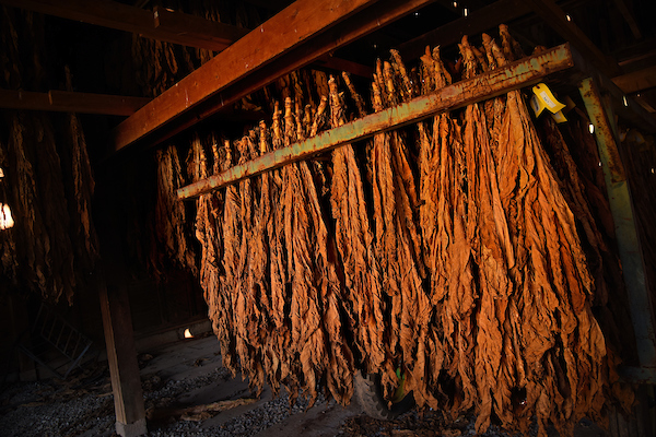 Tobacco air cures in a NC barn