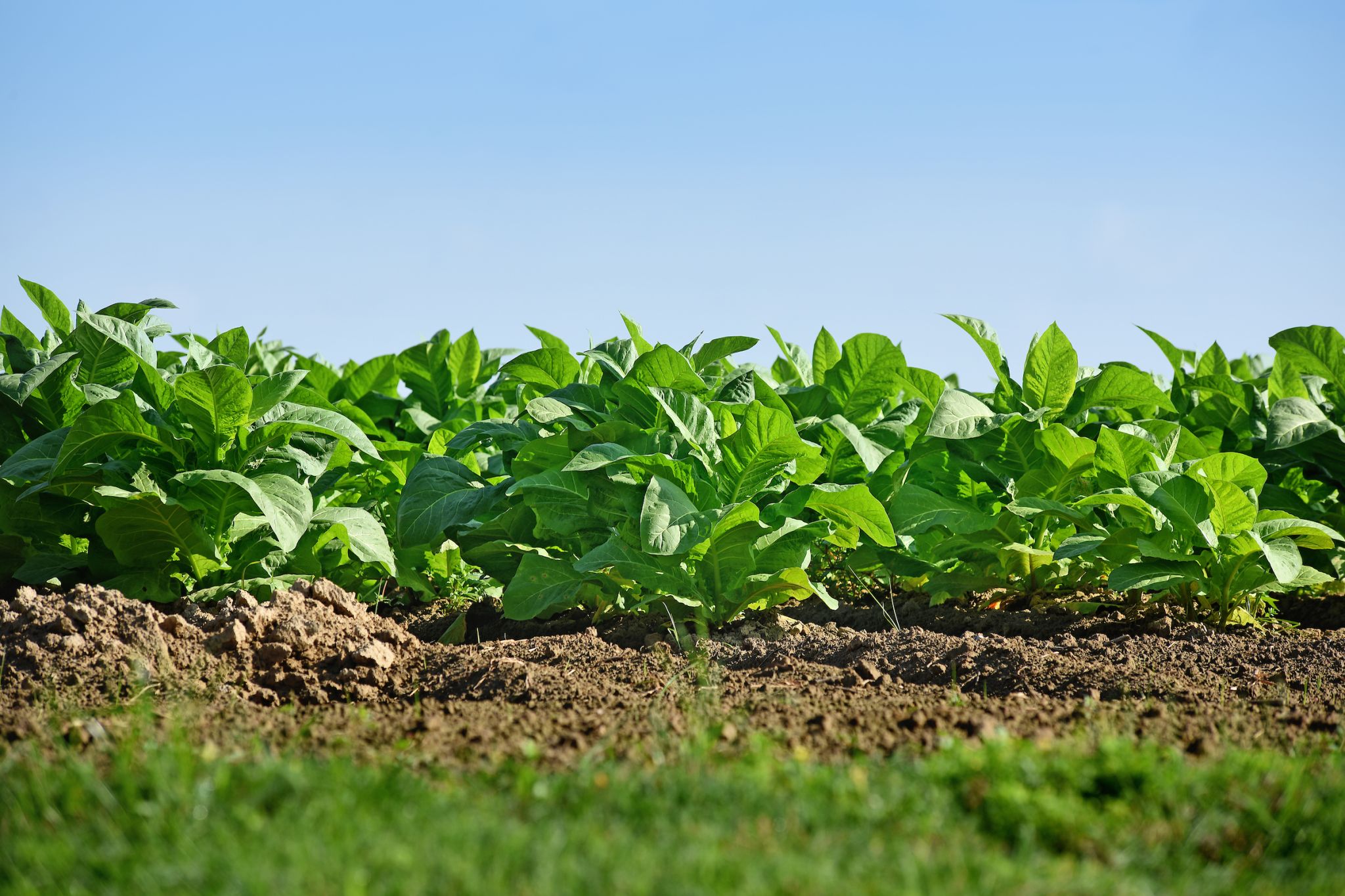 Most tobacco varieties grown in NC originated at NC State
