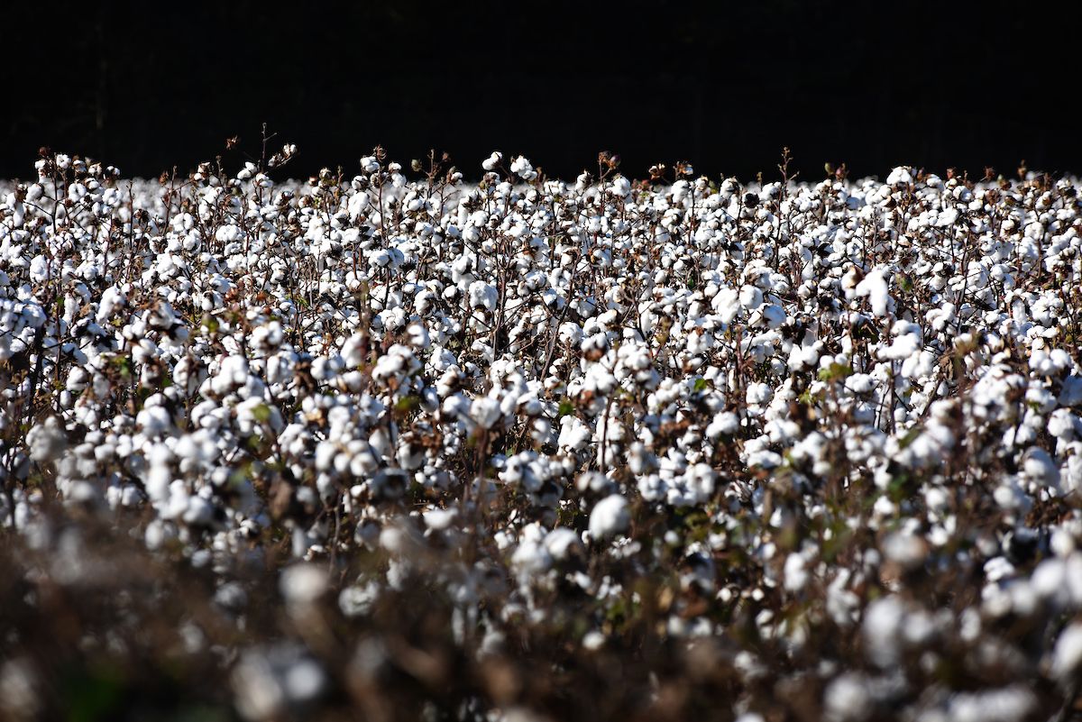 Cotton grown in NC State research station field