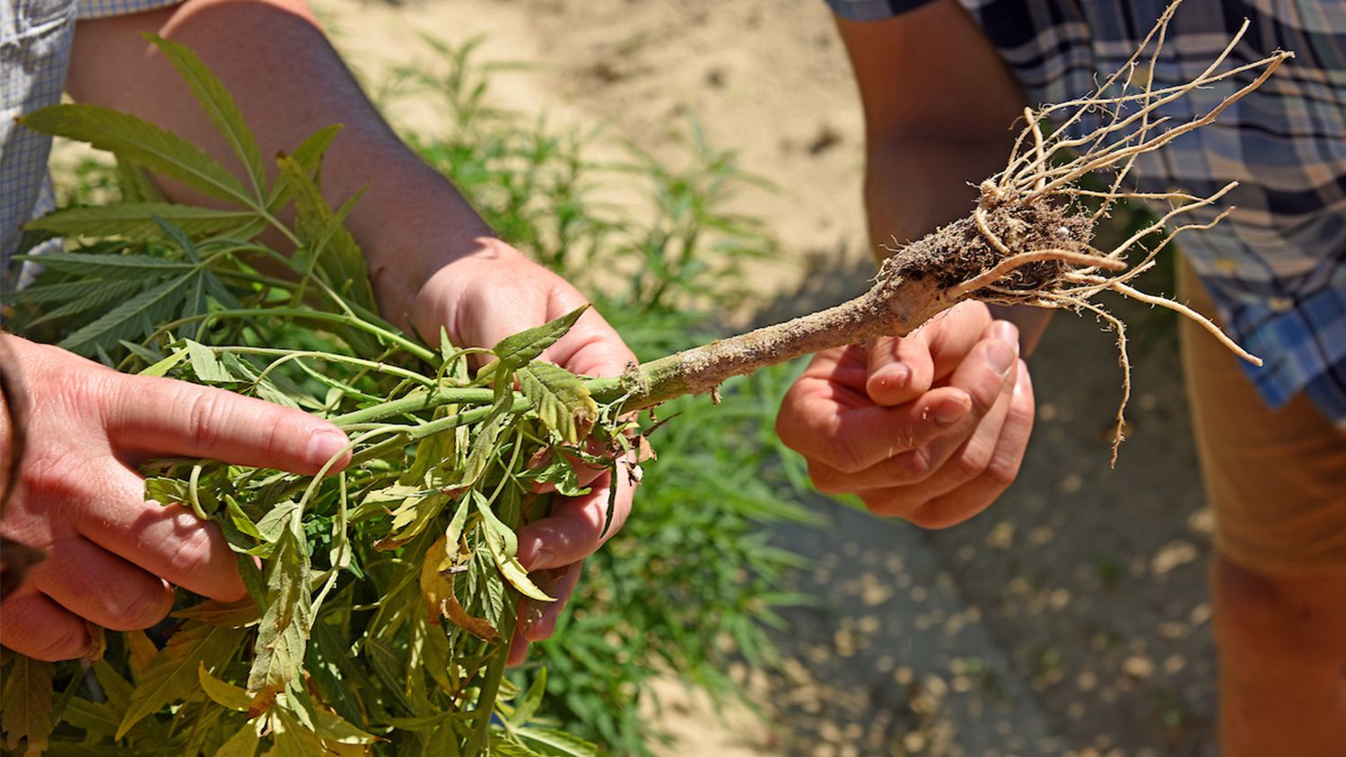 Extension specialists point out disease in hemp crop