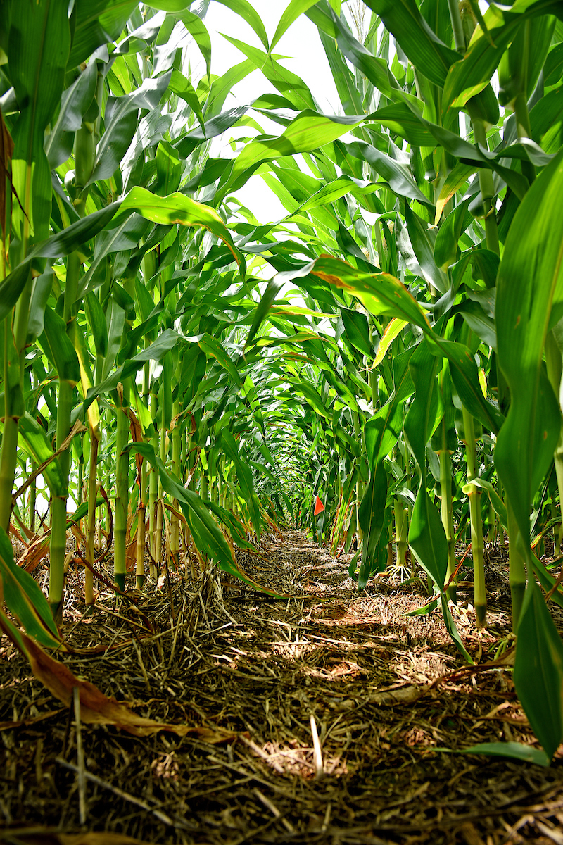 Row under corn plants