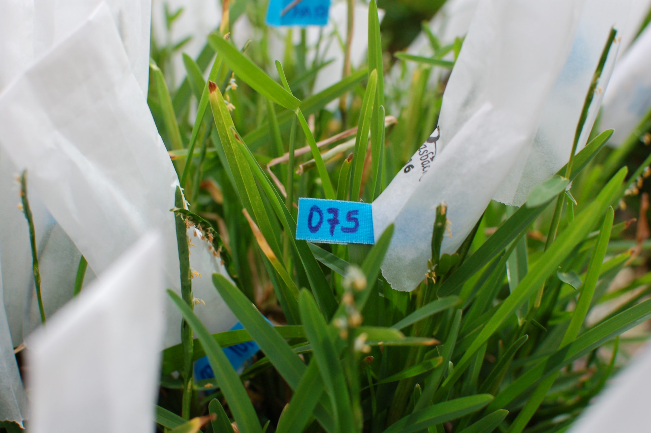 Close up of turf grass bloom isolated in a bag for breeding