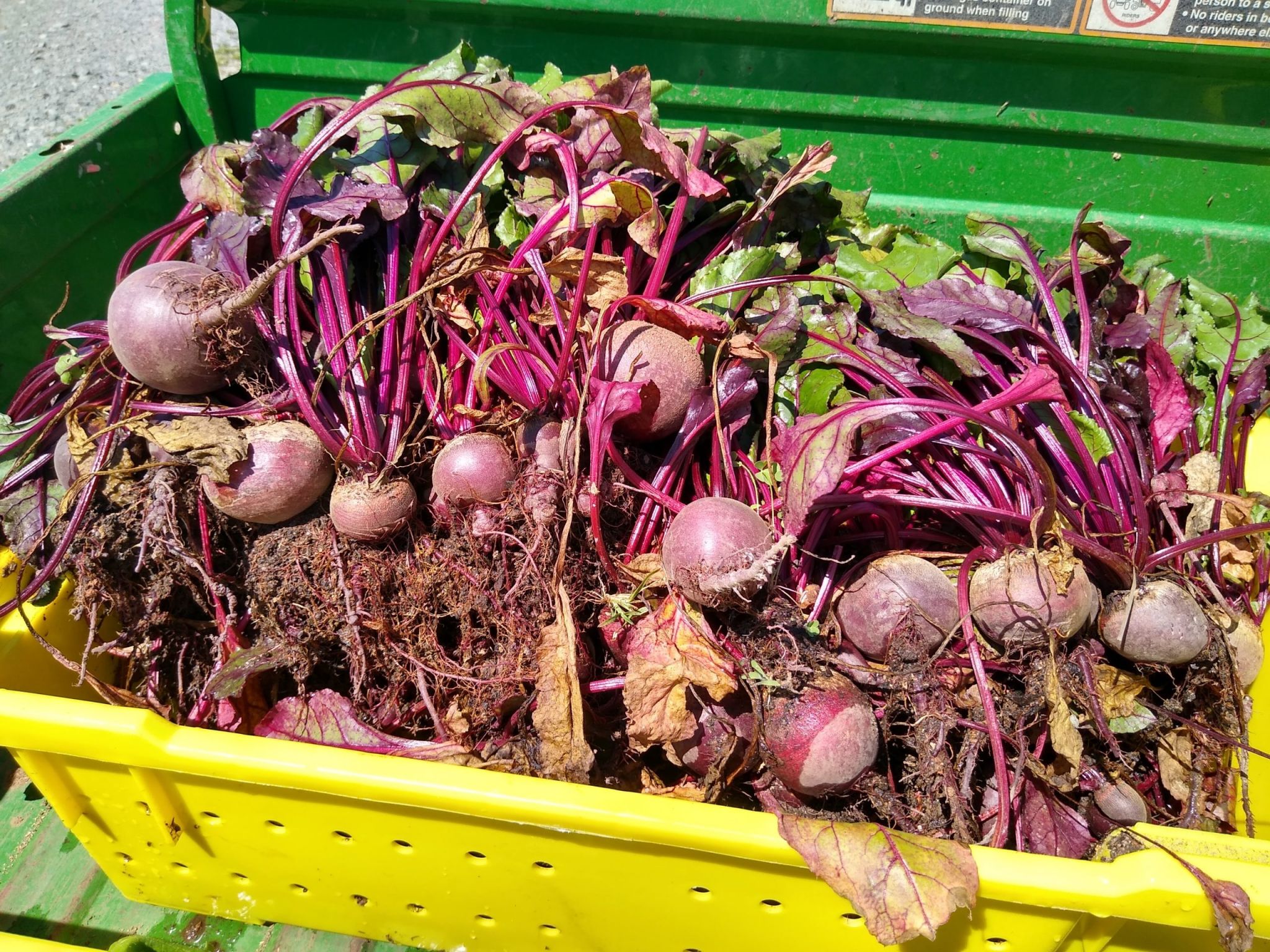 a bin of spring beets to be donated to the NC State dining halls