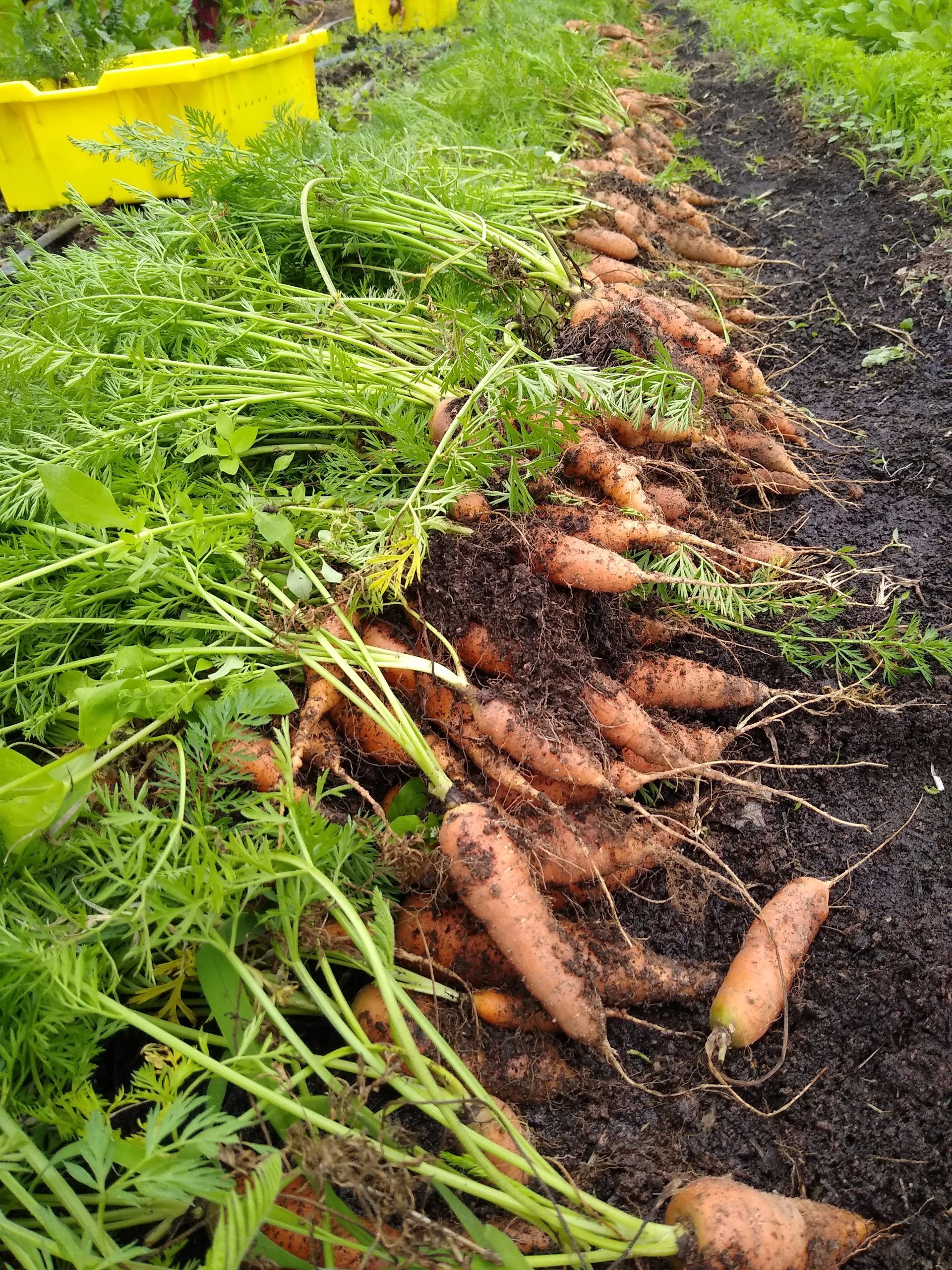 a row of harvested carrots laying on dark soil
