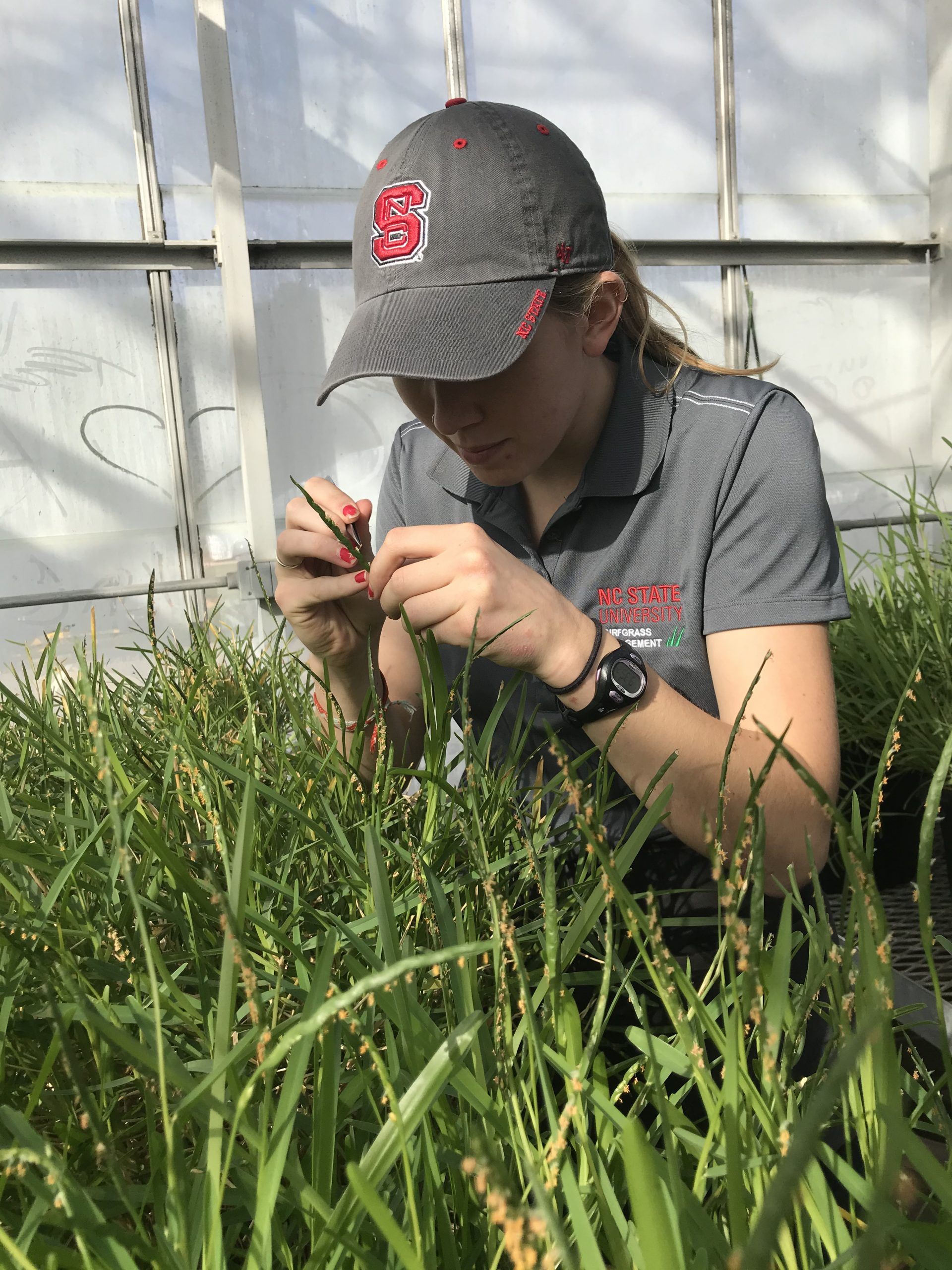 Woman hand pollinating turfgrass samples