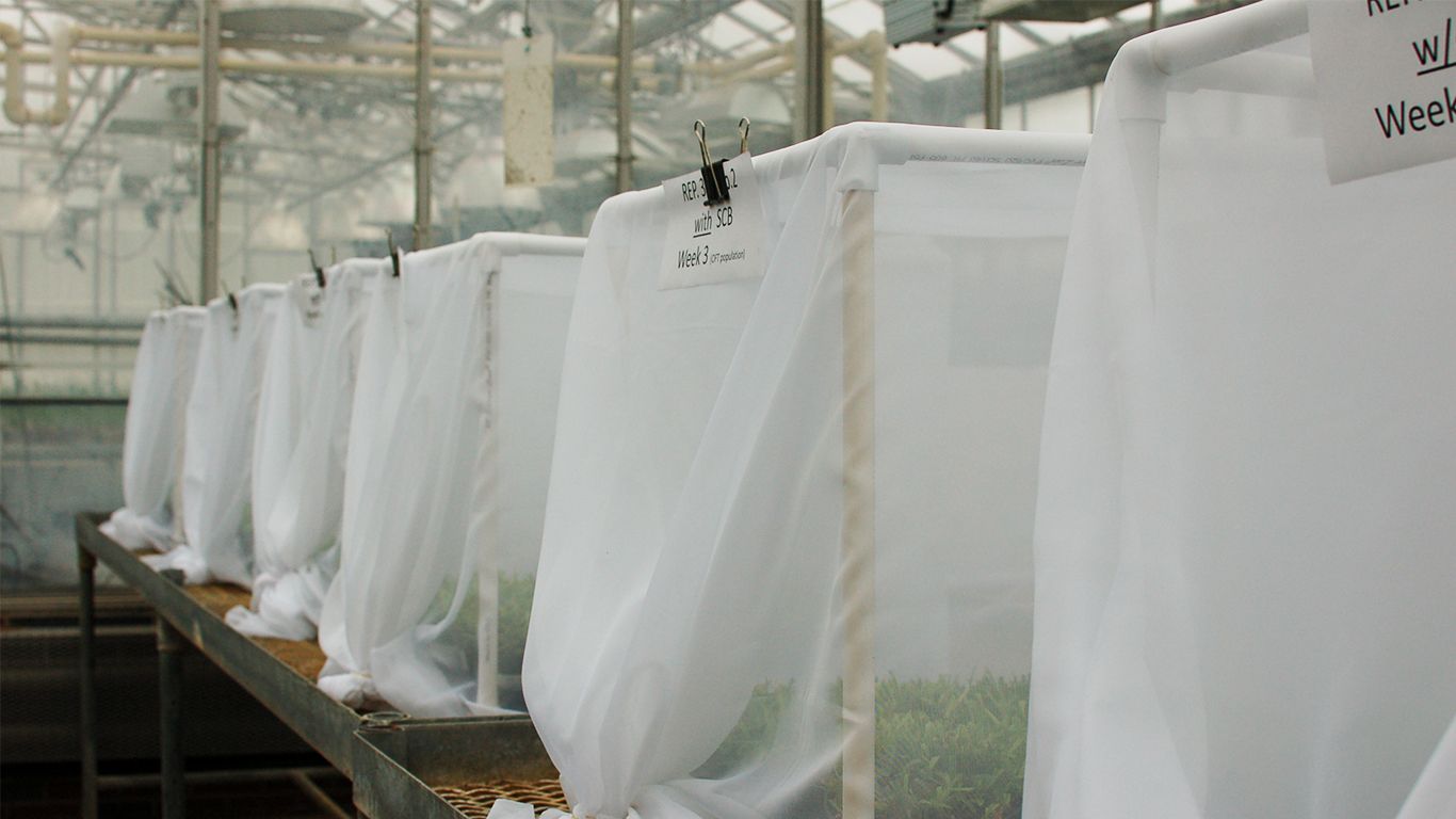 White fabric isolates plant specimens in greenhouse