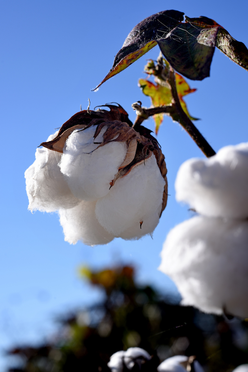 Close up of cotton boll on plant