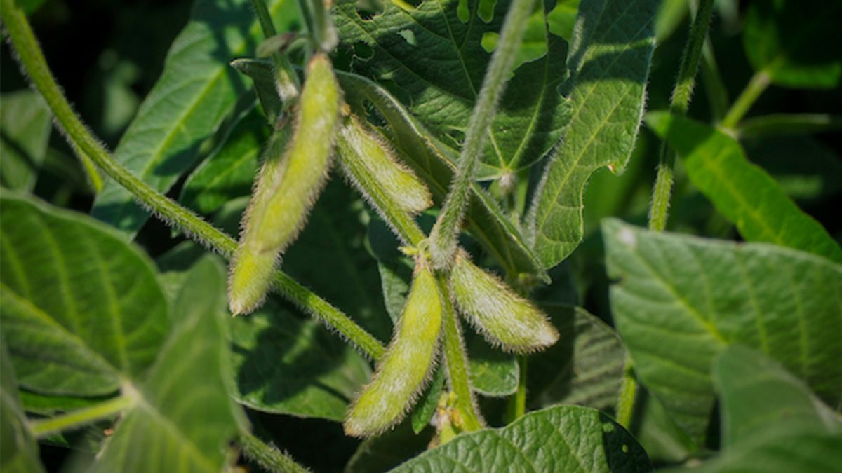 Extension Agent Training | Crop and Soil Sciences | NC State University