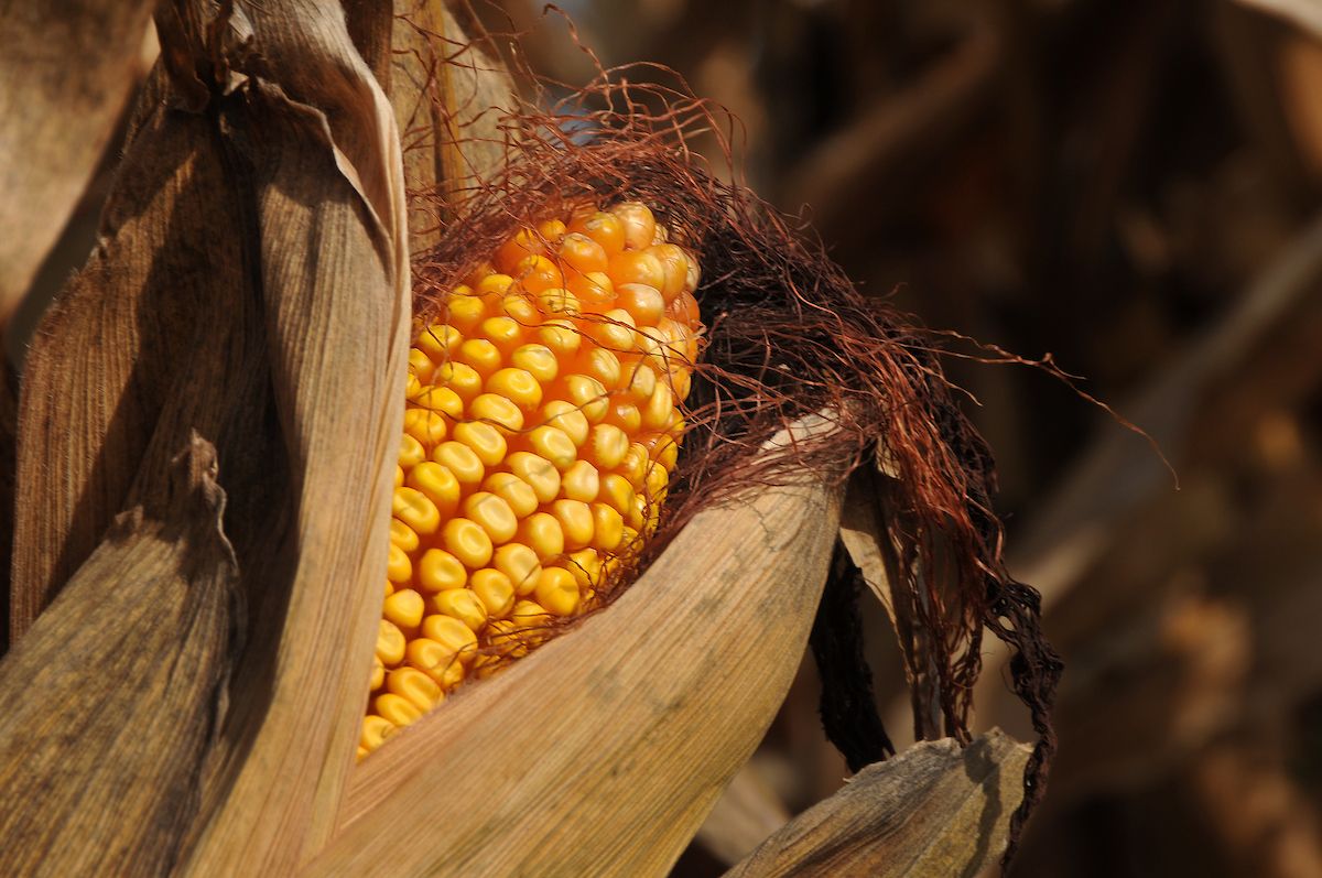 corn ear close up