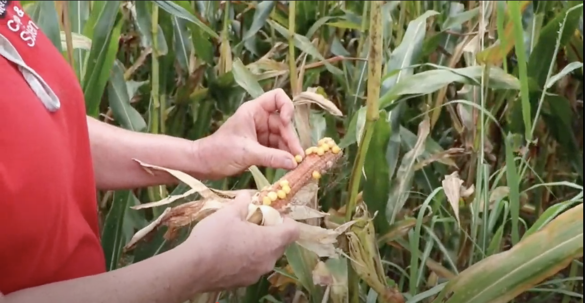 hands holding damaged ear of corn