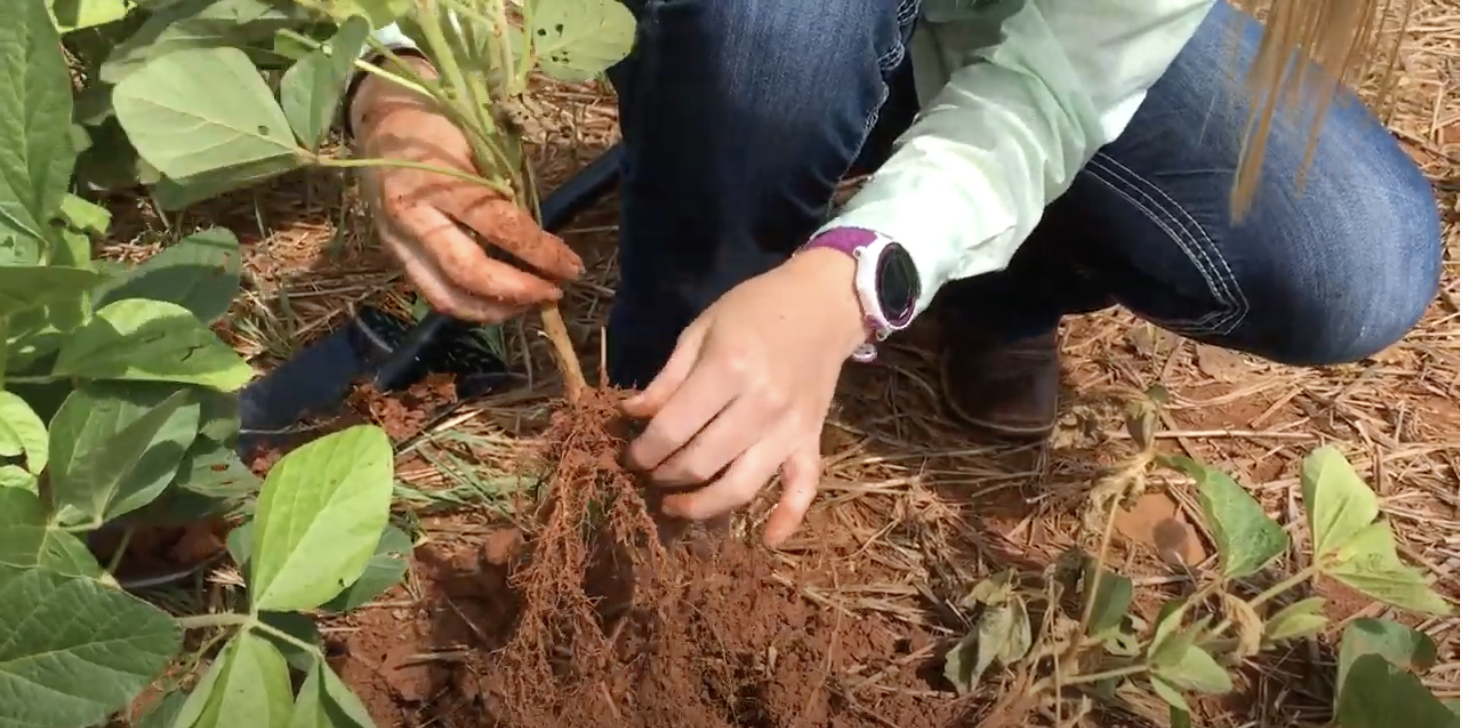hands pull soybean plant out of soil