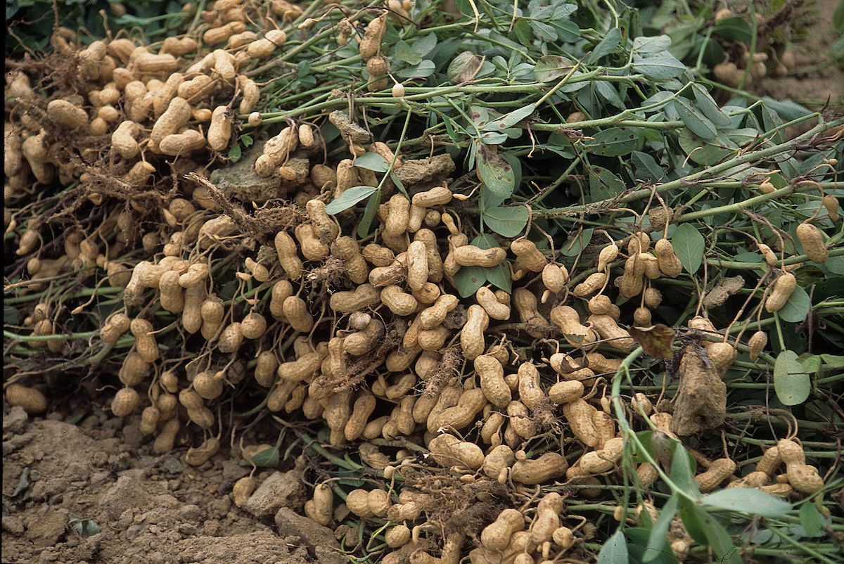 pile of harvested peanuts drying on the soil