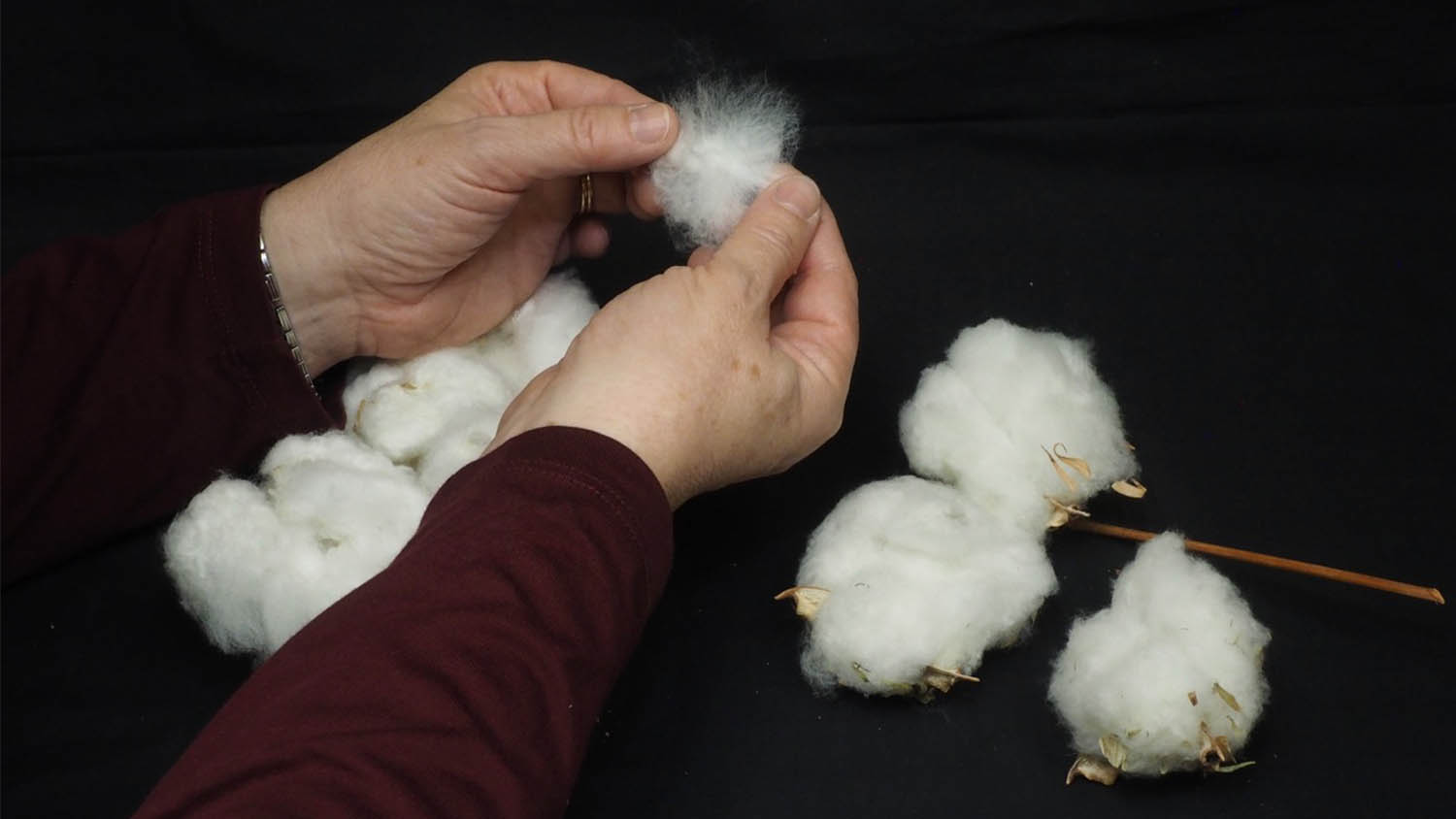 Human hands pull apart cotton boll fibers