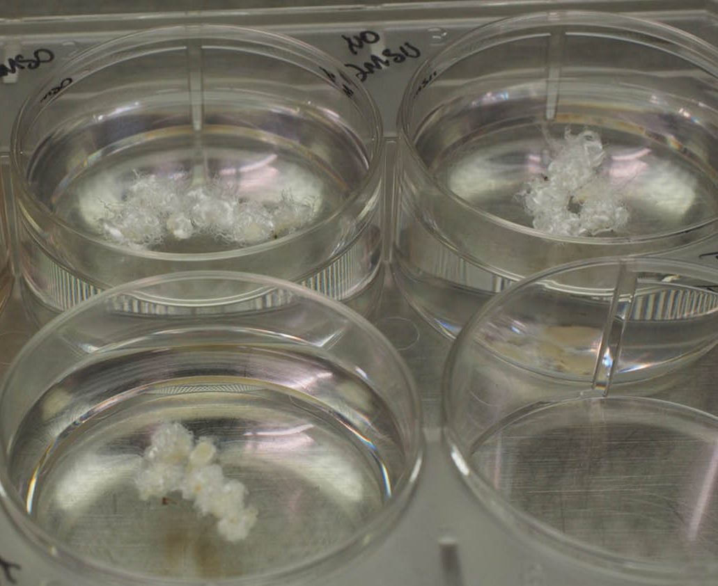Cotton fibers in petri dishes