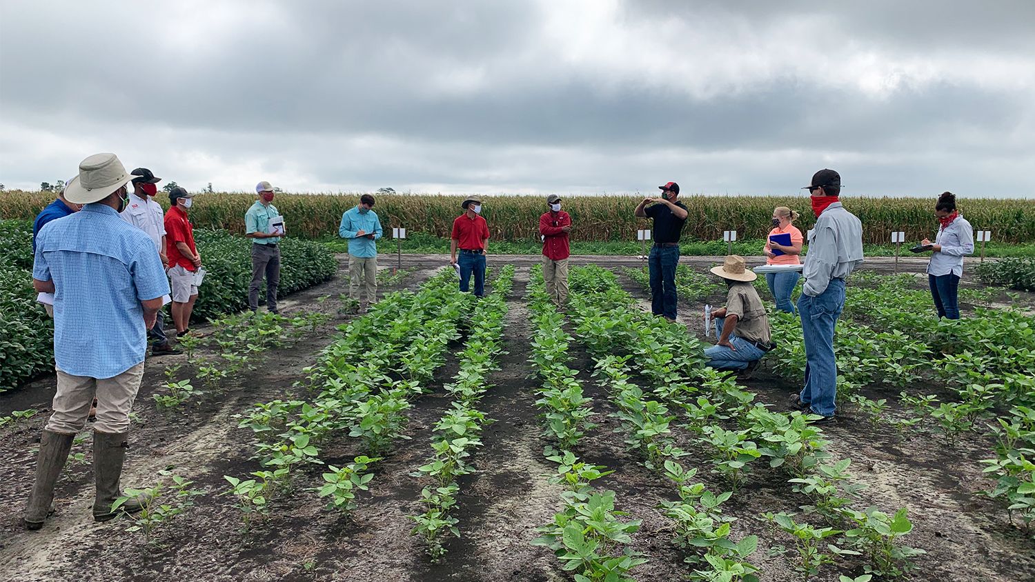 Group of agricultural agents in a field of soybeans
