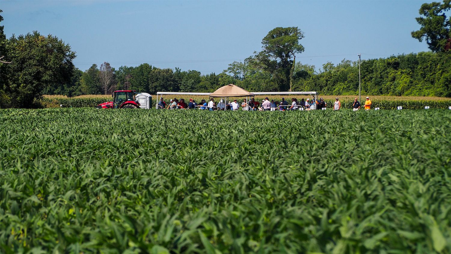 distant view of a crowd in a corn field