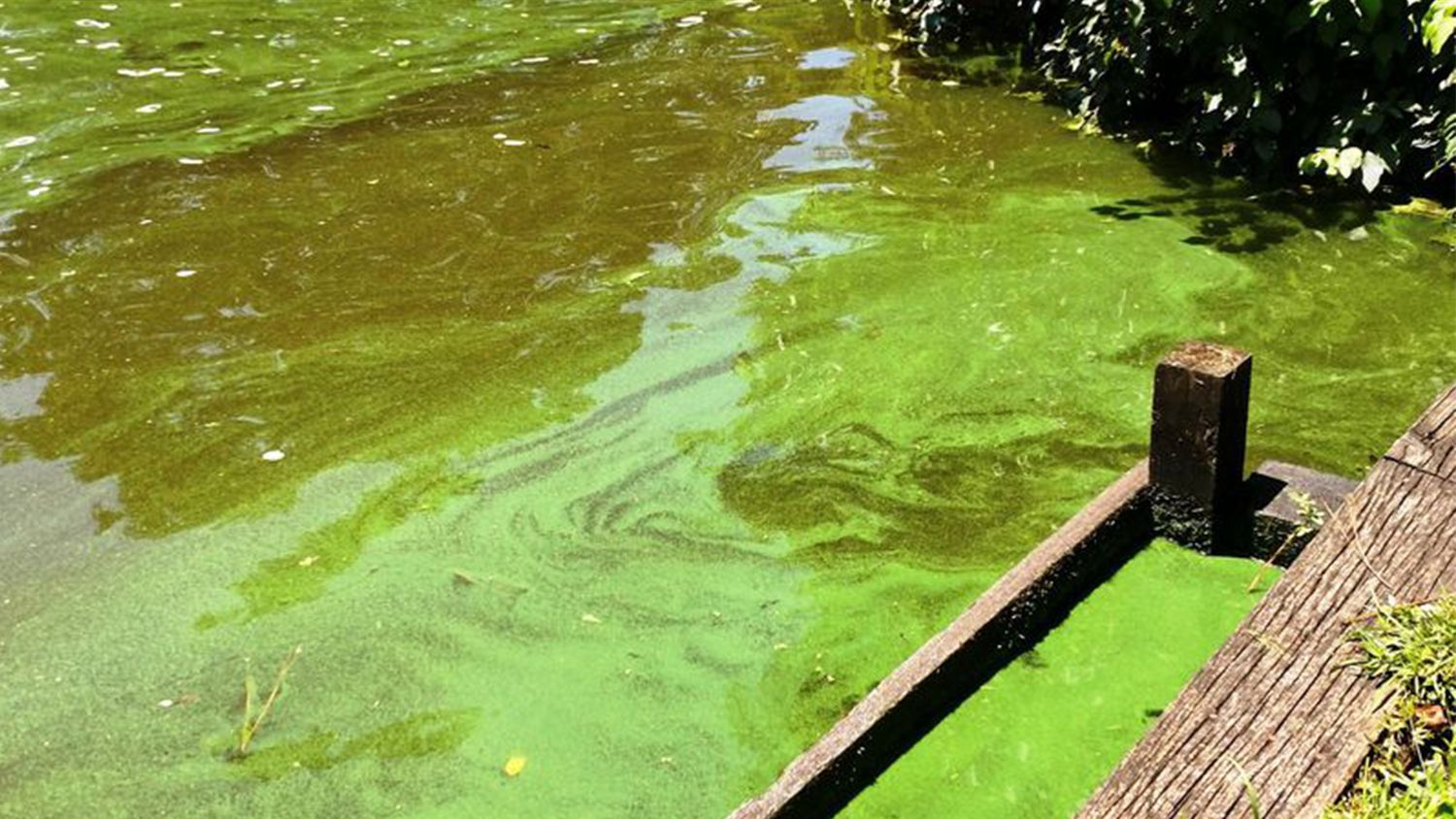 algae bloom in NCs Chowan River
