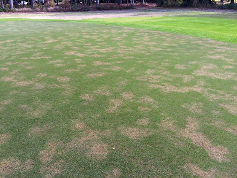 take all root rot on golf course green