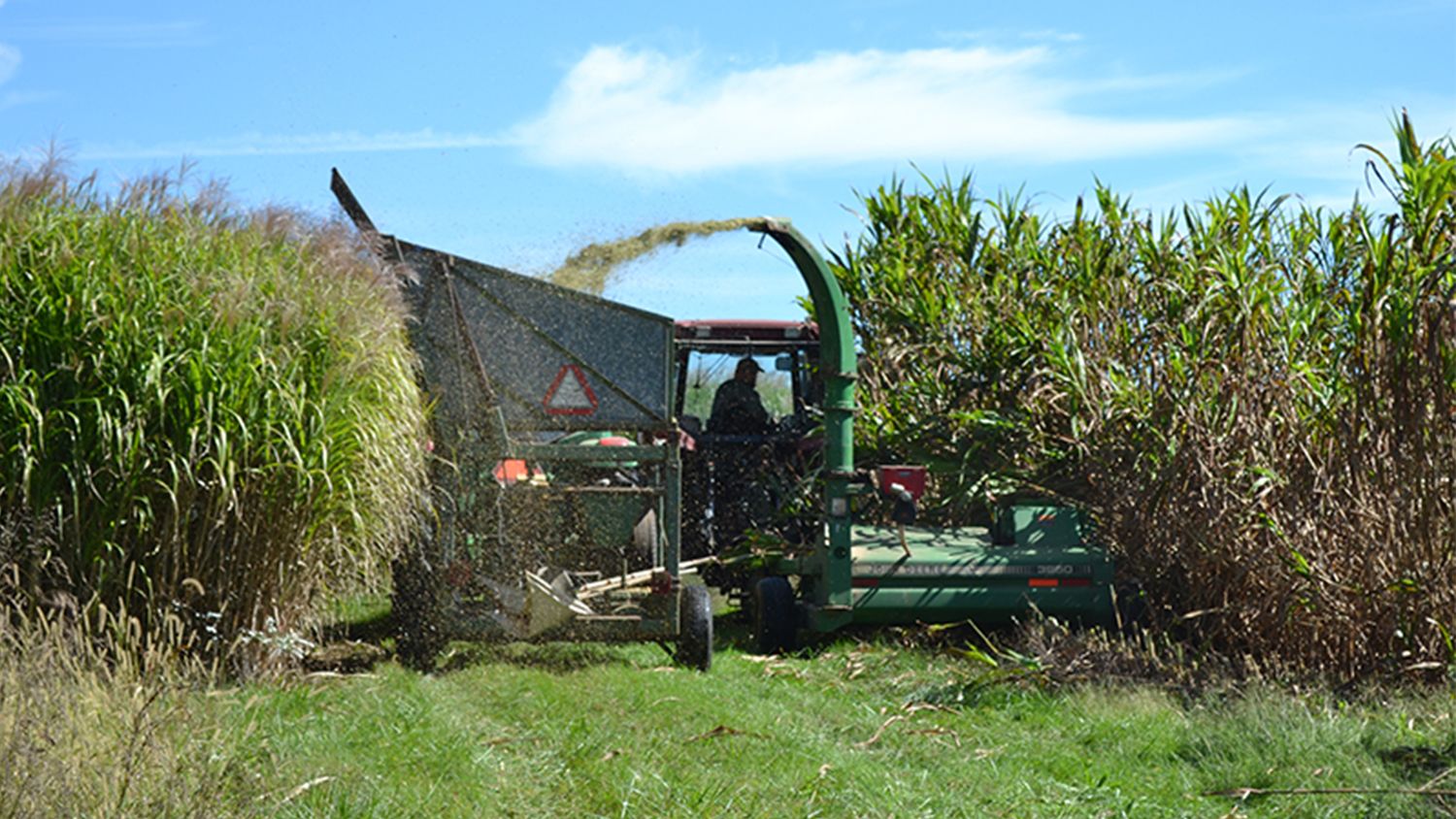 Machinery harvests miscanthus grass