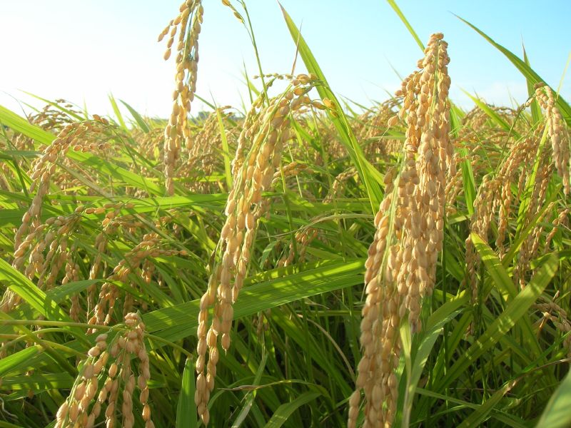 golden rice growing in a field