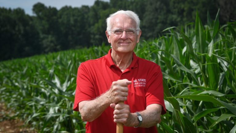 A man in a red shirt stands in a corn field