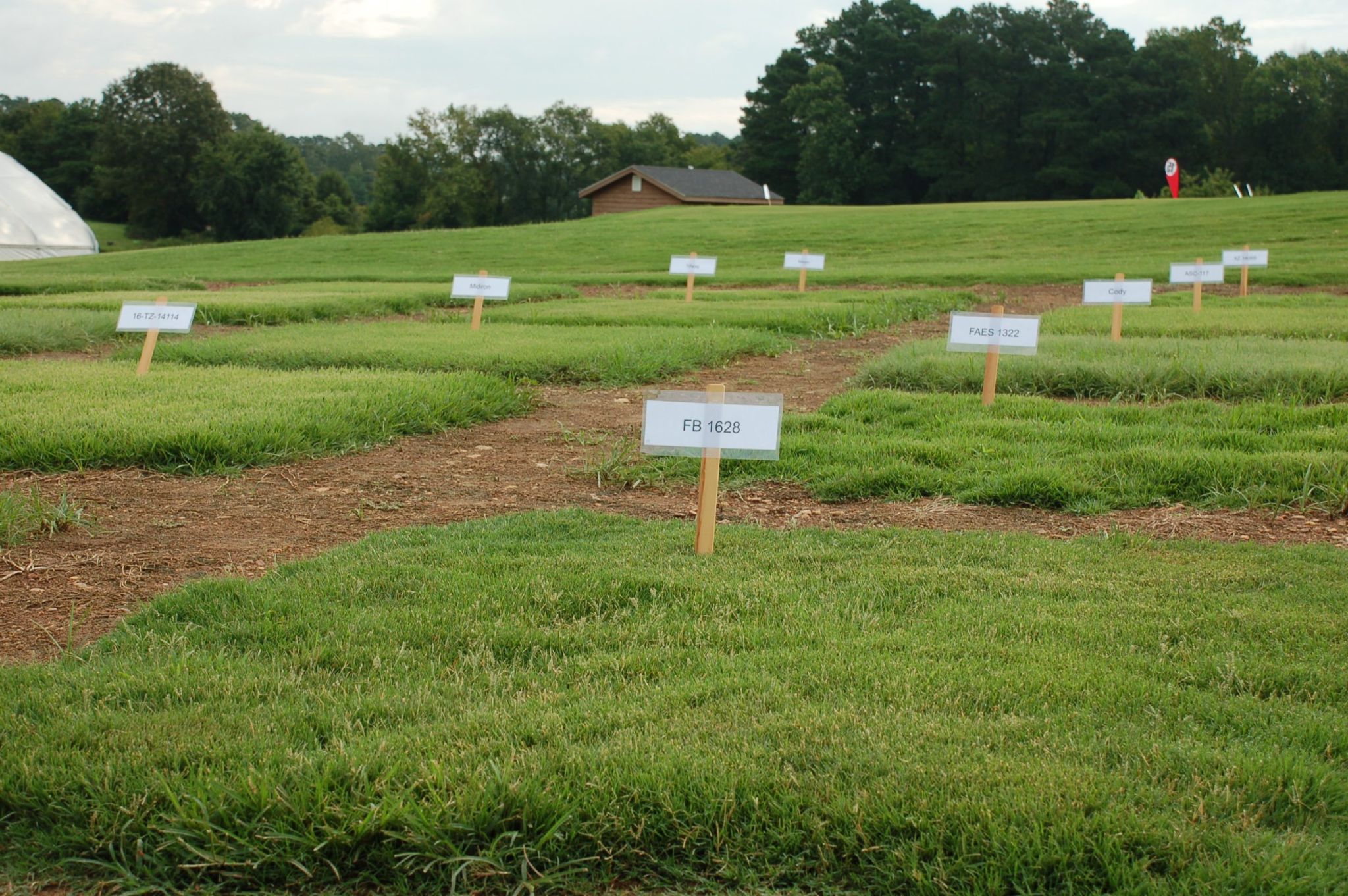 warm-season turfgrass sod trial blocks