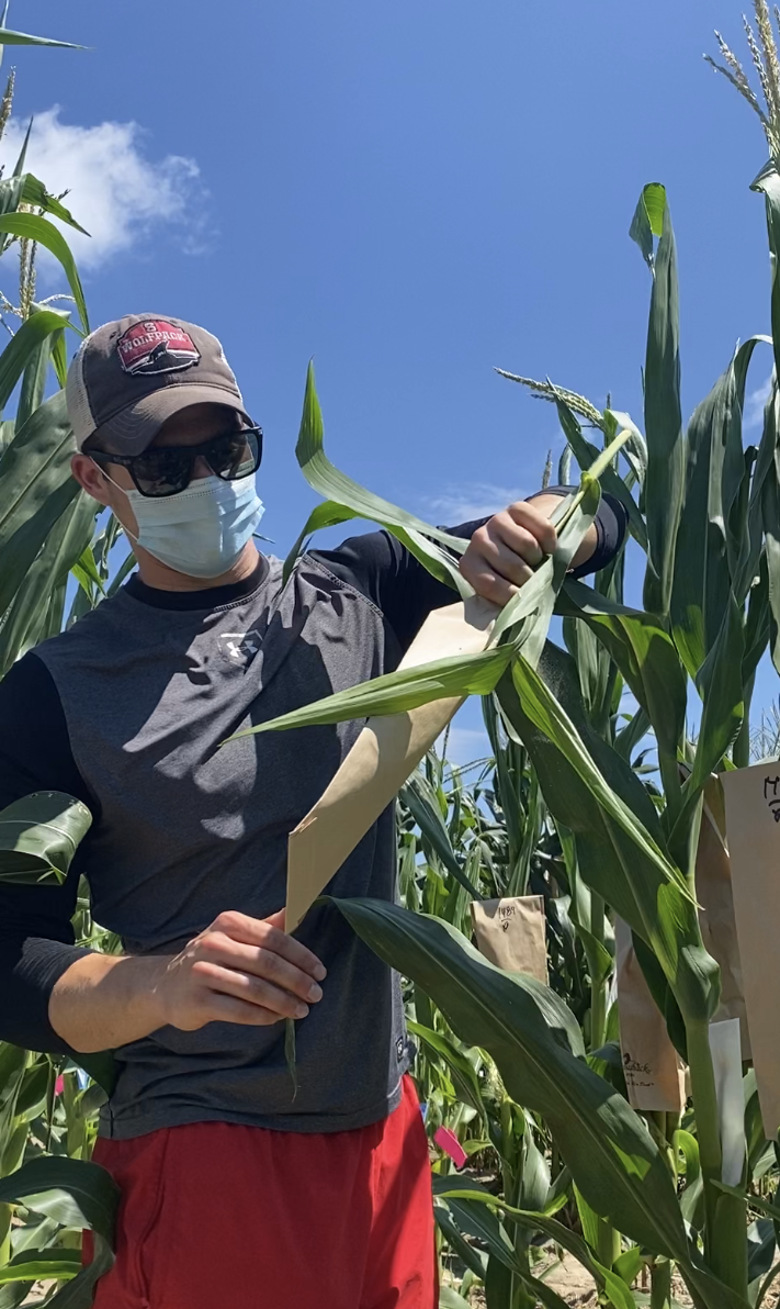 An NC State student inspects corn plants for disease