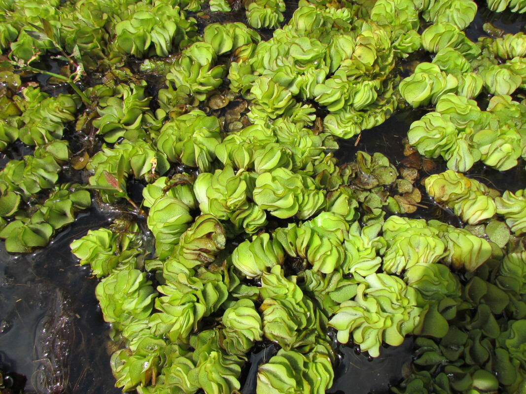 giant salvinia weed close up