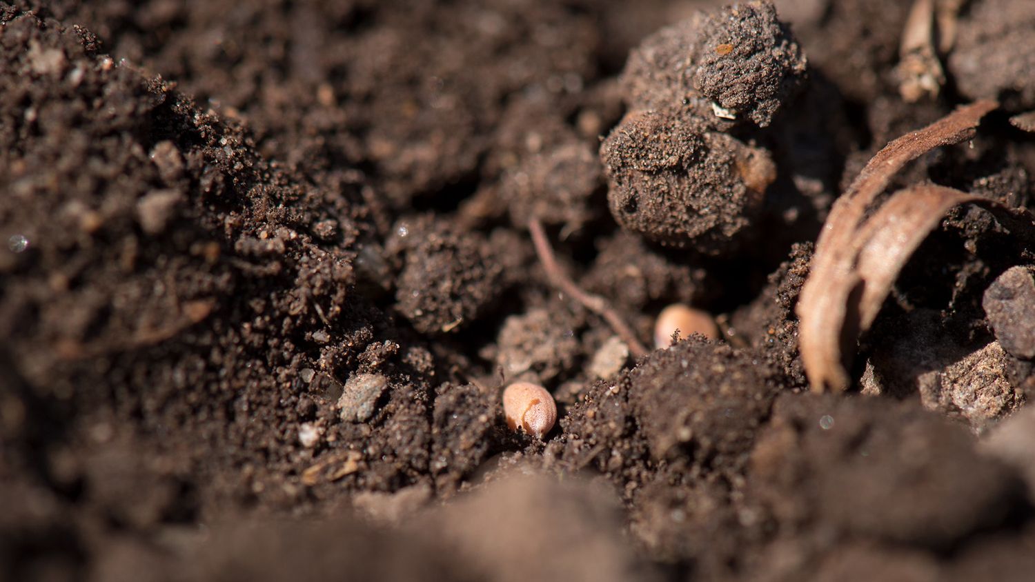 a closeup of soil particles