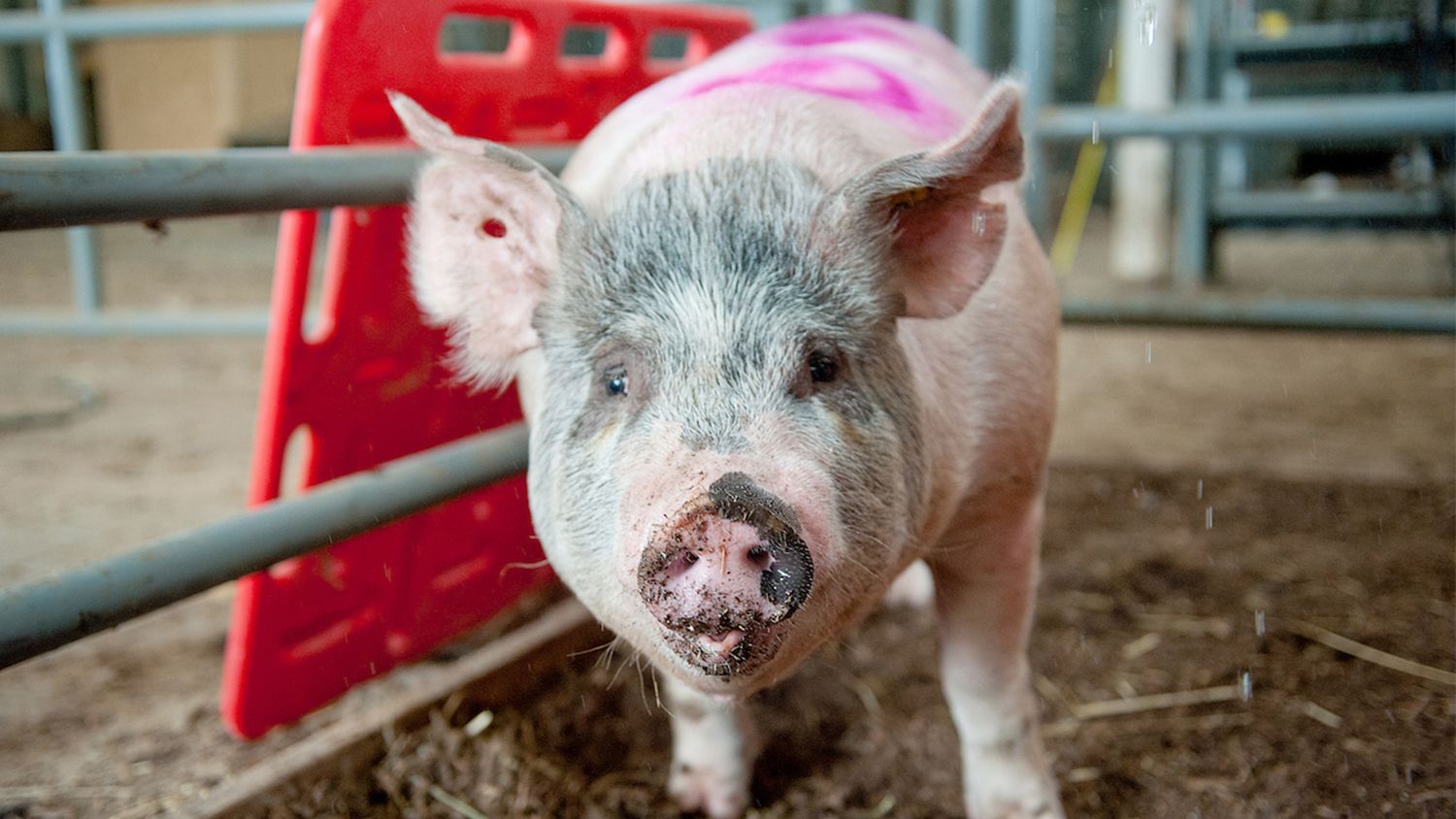 close up of a pig