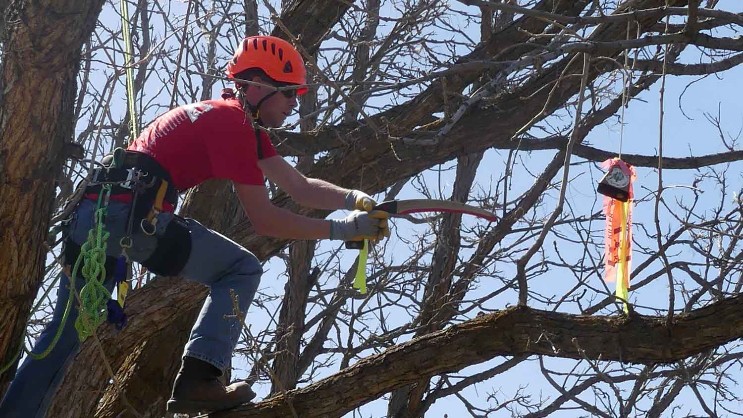 An NC State HortPack student climbs a tree to prune a limb