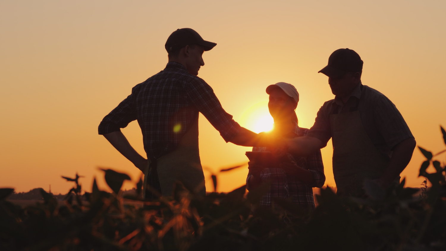 farmers shaking hands in a field at sunset