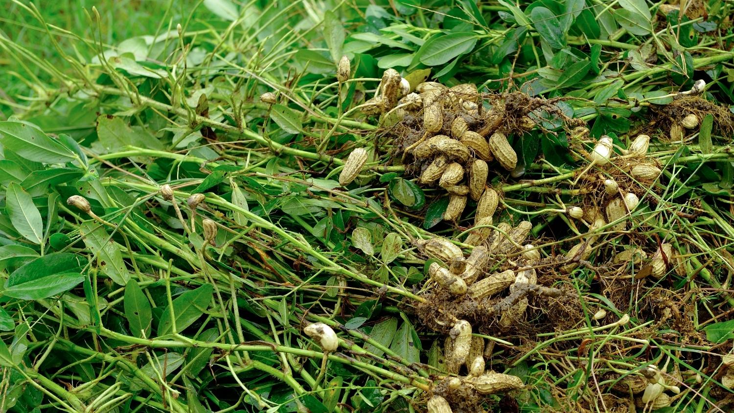 Harvested peanuts still on the stem in a field