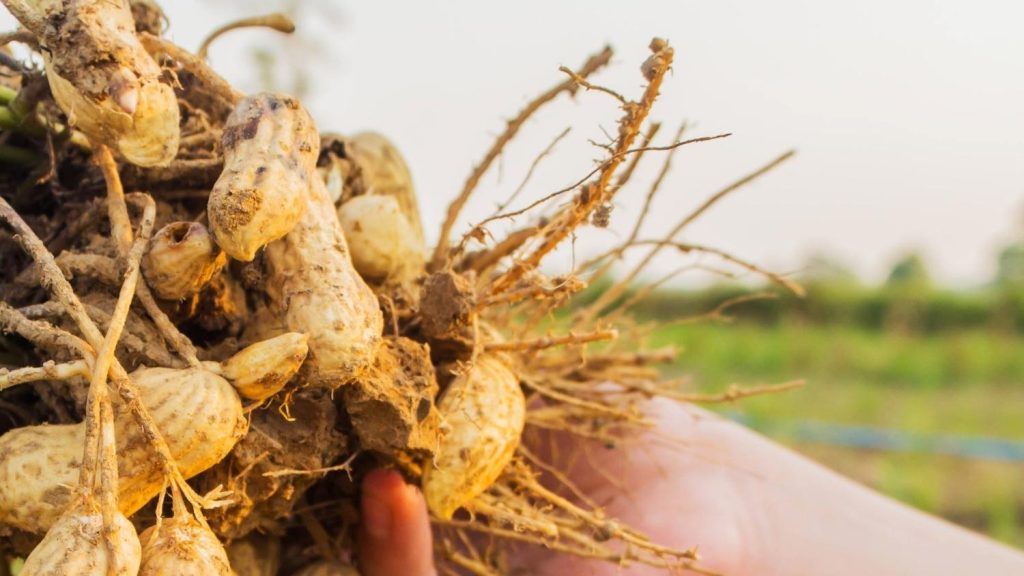 More Than PB and Hay: The Value of Peanuts in North Carolina | Crop and ...