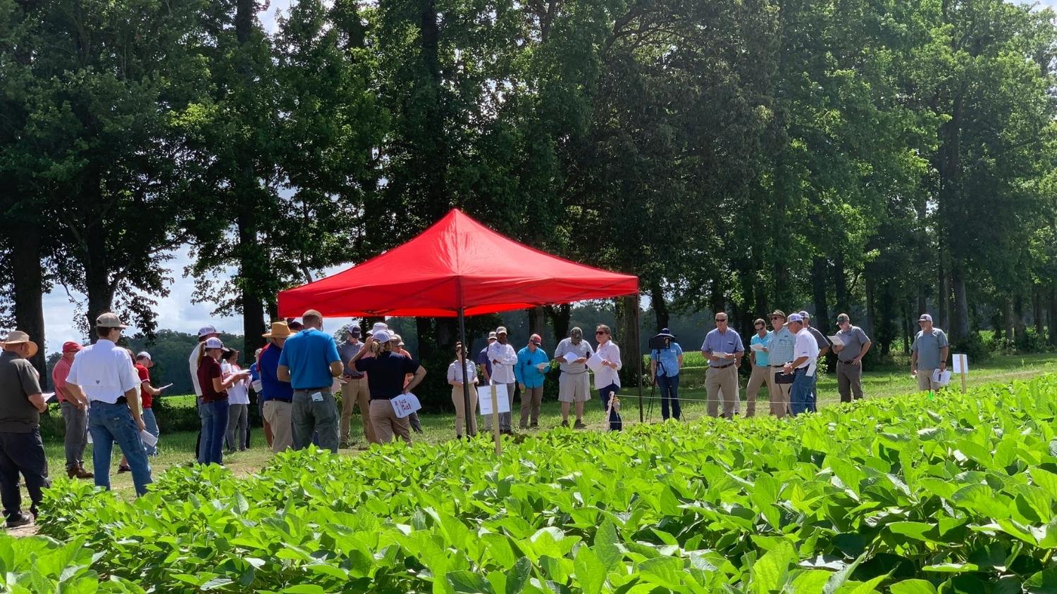 Soybean farmers listen to Rachel Vann's presentation at a field day